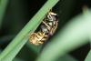 Chrysotoxum cautum